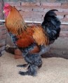 Gallo Brahma Perdiz Dorado Joven